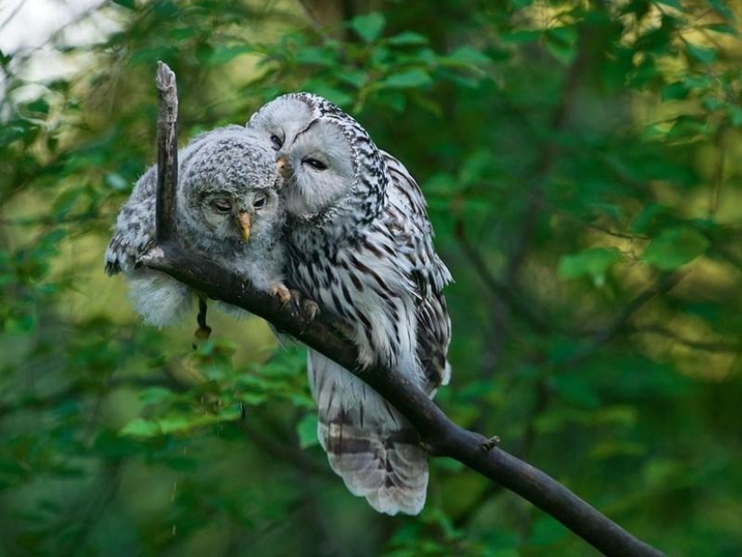 20 incredibly cool owls that will not leave anyone indifferent