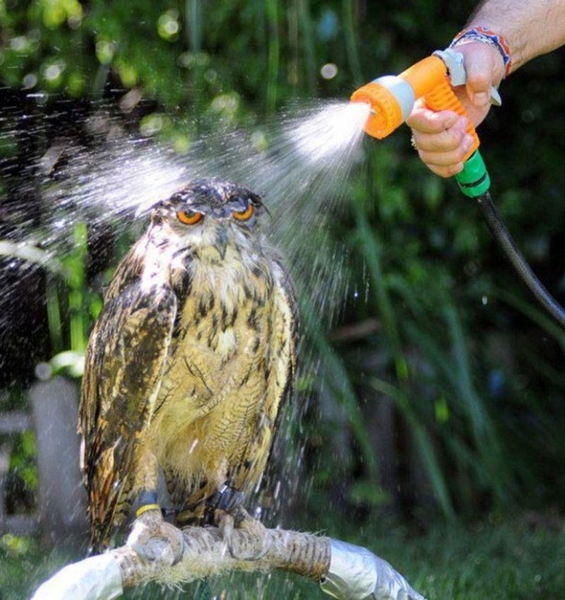 20 incredibly cool owls that will not leave anyone indifferent