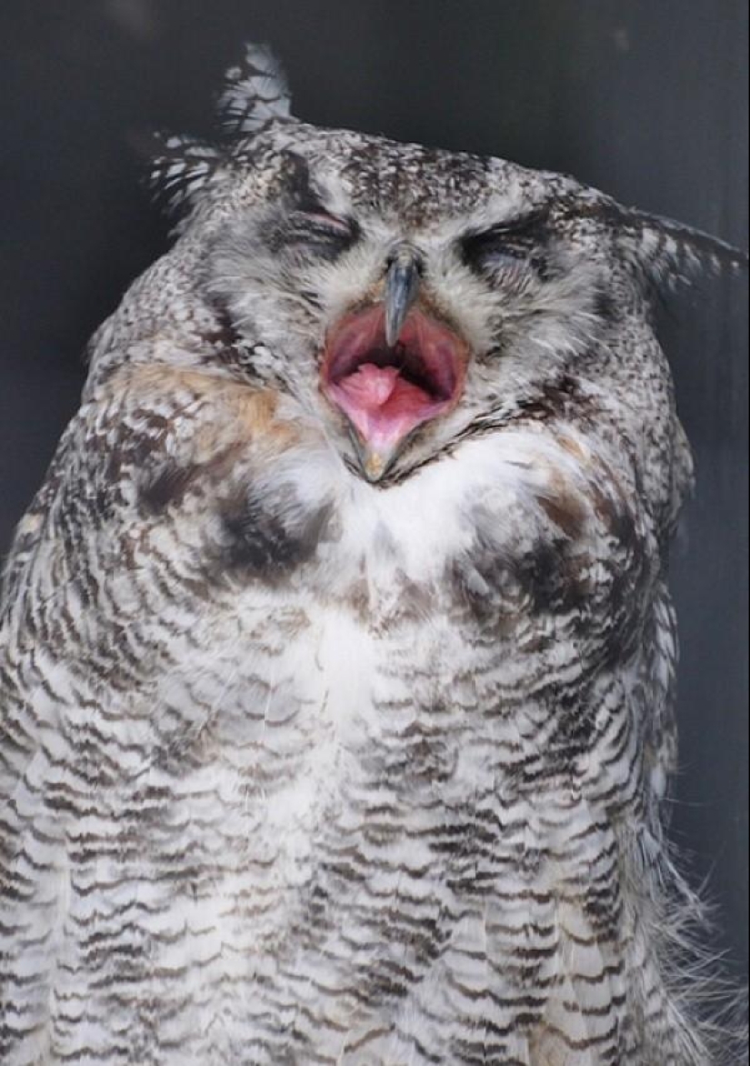 20 incredibly cool owls that will not leave anyone indifferent