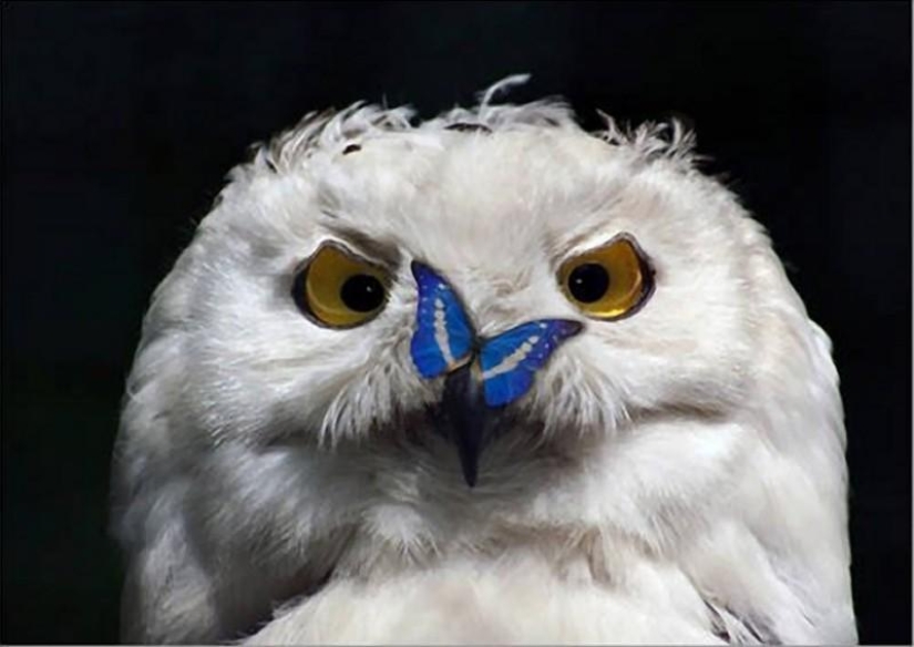 20 incredibly cool owls that will not leave anyone indifferent