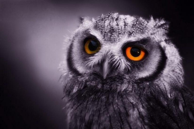 20 incredibly cool owls that will not leave anyone indifferent