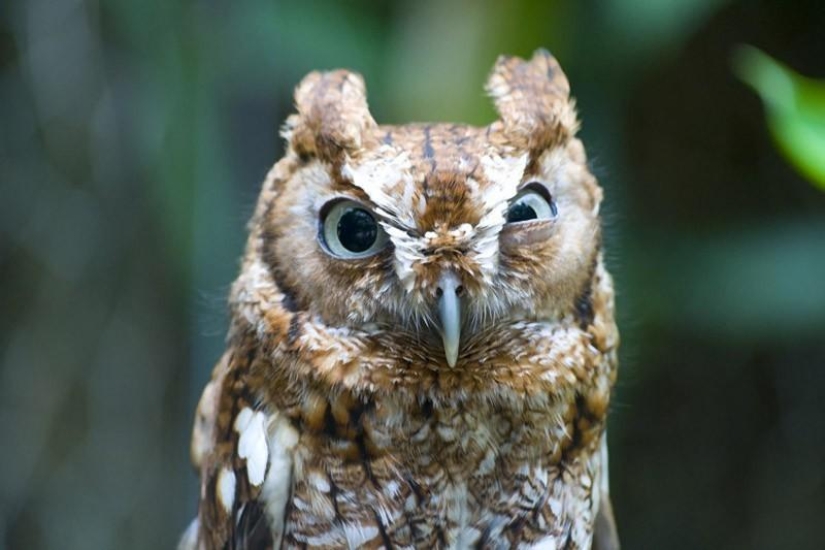 20 incredibly cool owls that will not leave anyone indifferent