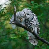 20 incredibly cool owls that will not leave anyone indifferent