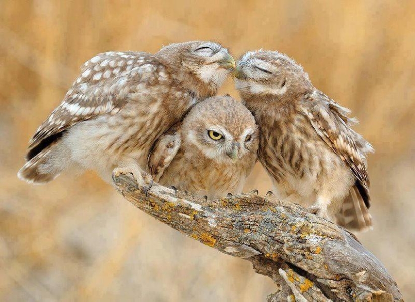 20 incredibly cool owls that will not leave anyone indifferent