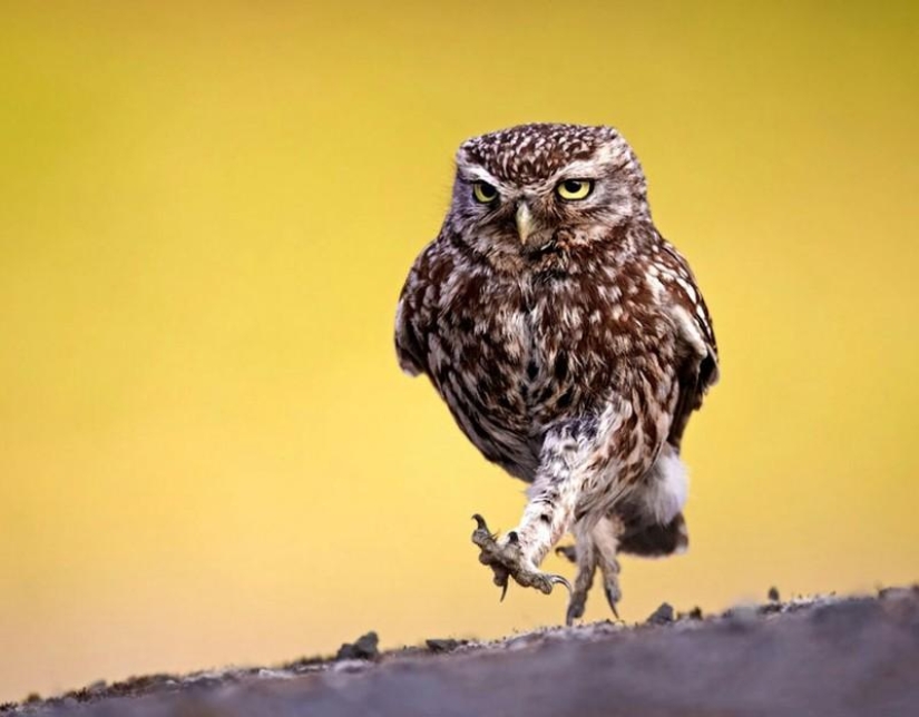 20 incredibly cool owls that will not leave anyone indifferent