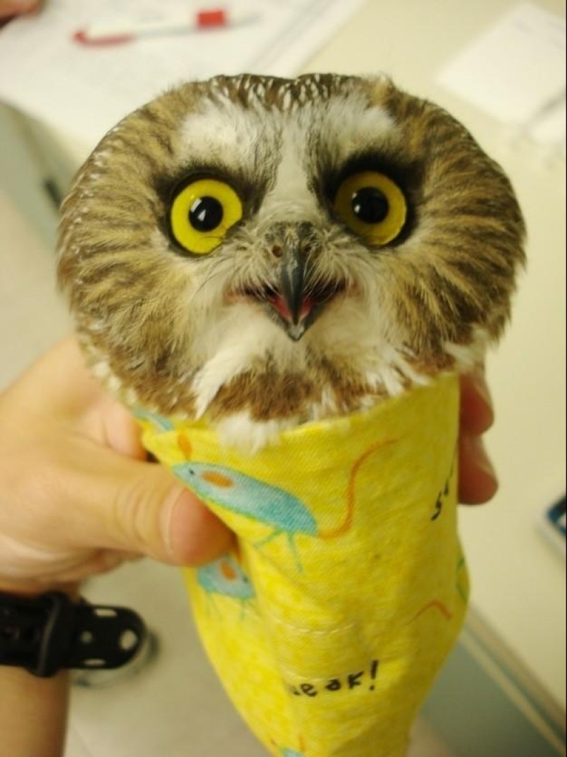 20 incredibly cool owls that will not leave anyone indifferent