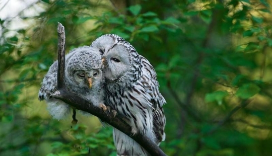 20 incredibly cool owls that will not leave anyone indifferent