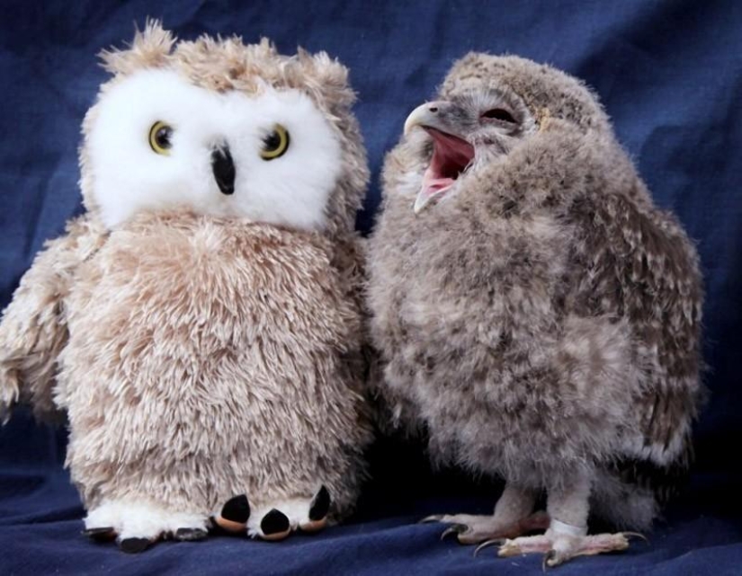 20 incredibly cool owls that will not leave anyone indifferent