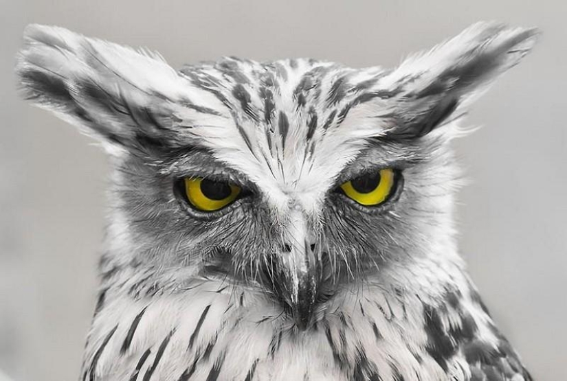 20 incredibly cool owls that will not leave anyone indifferent