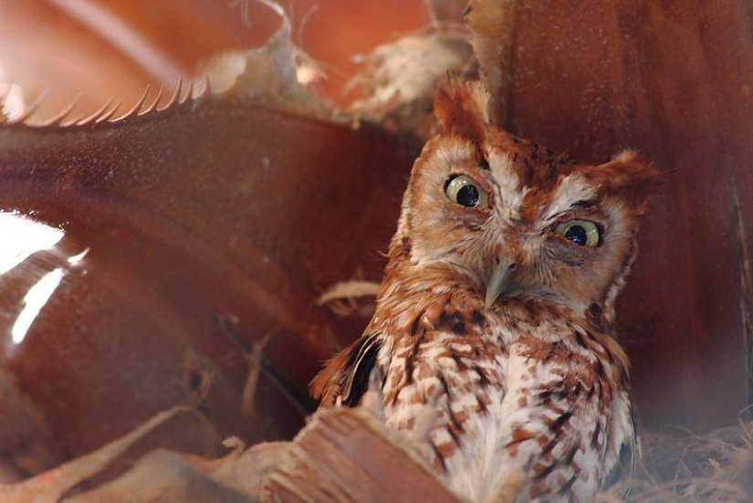 20 incredibly cool owls that will not leave anyone indifferent