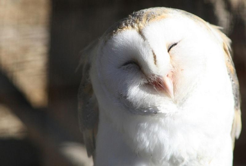 20 incredibly cool owls that will not leave anyone indifferent