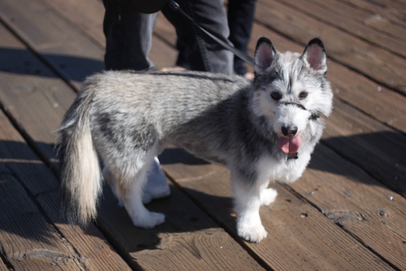 20 lindos perros mestizos que harán que te enamores de ellos!