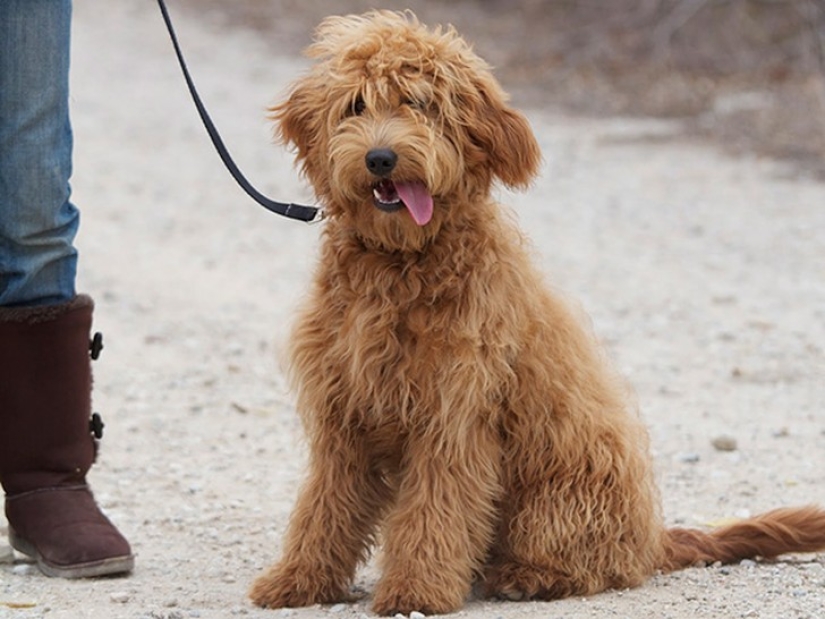 20 lindos perros mestizos que harán que te enamores de ellos!