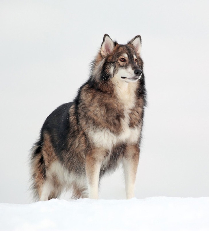 20 lindos perros mestizos que harán que te enamores de ellos!