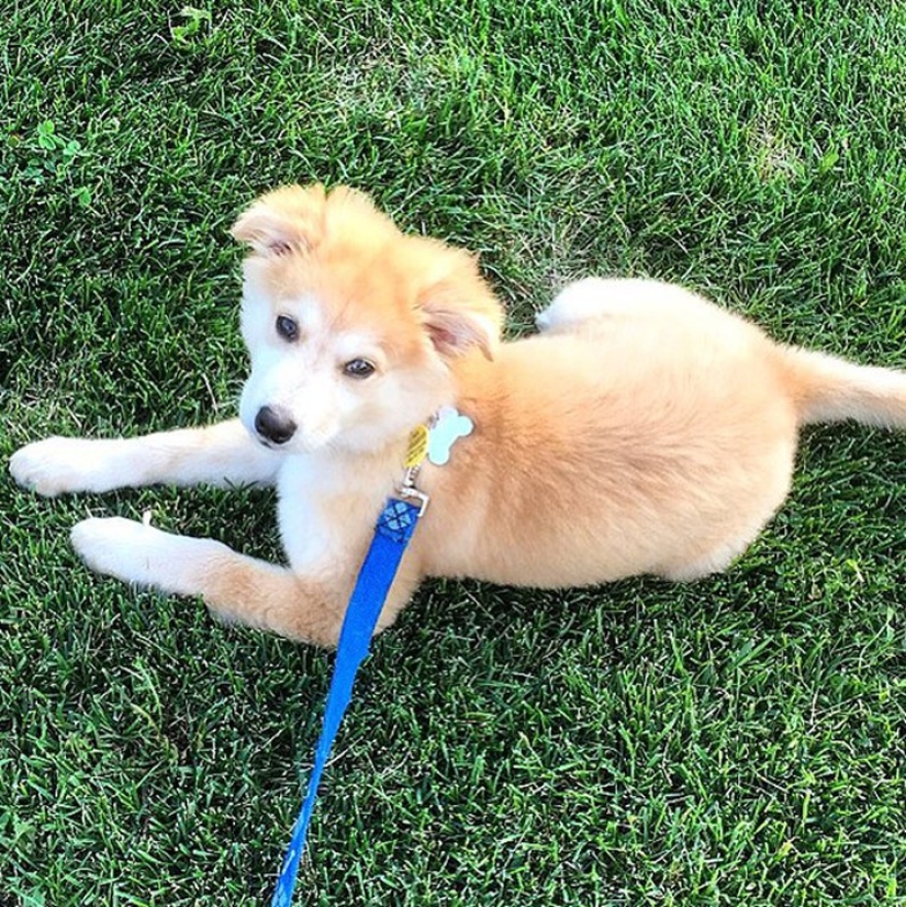 20 lindos perros mestizos que harán que te enamores de ellos!