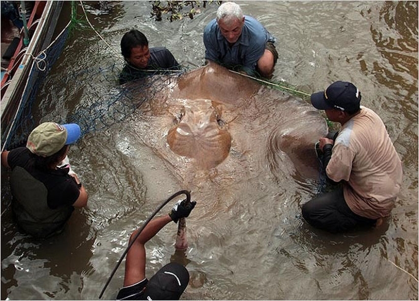 20 monstruos de río más increíbles