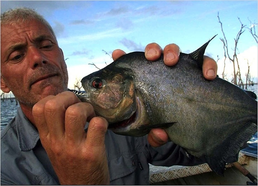 20 most amazing river monsters