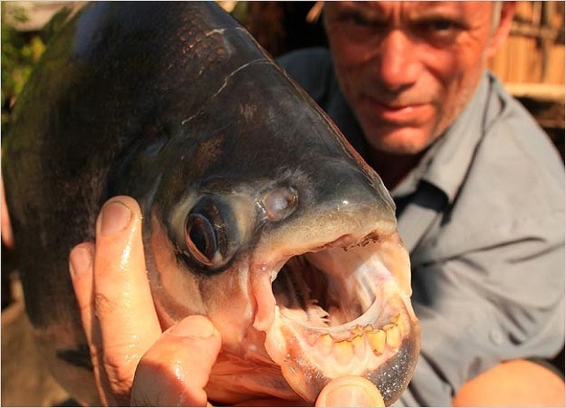 20 most amazing river monsters