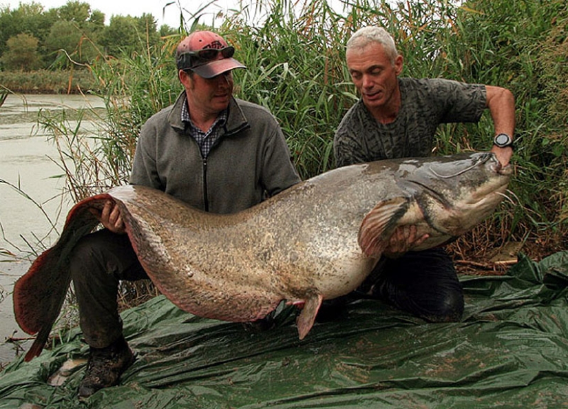 20 most amazing river monsters