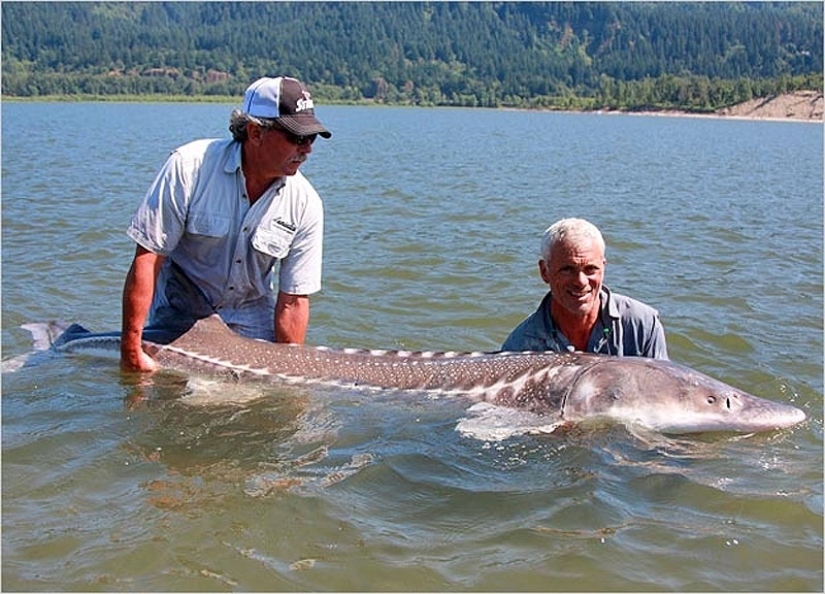 20 most amazing river monsters