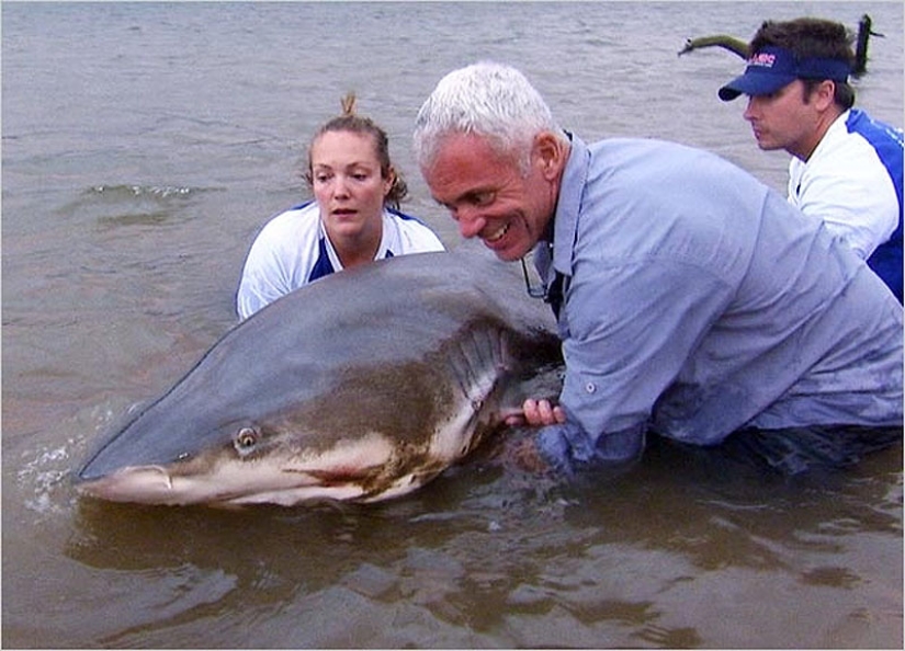 20 most amazing river monsters