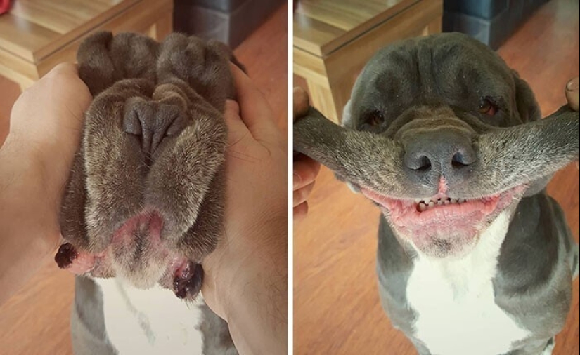 20+ of dogs with the cutest cheeks that are impossible not to cuddle