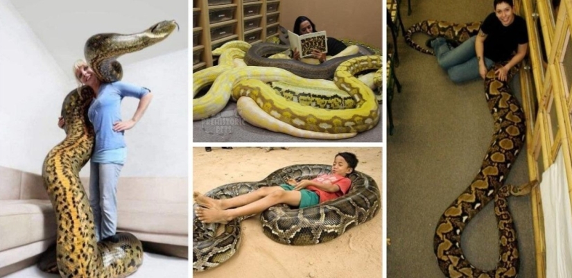 20 people who got a python, but did not calculate its size