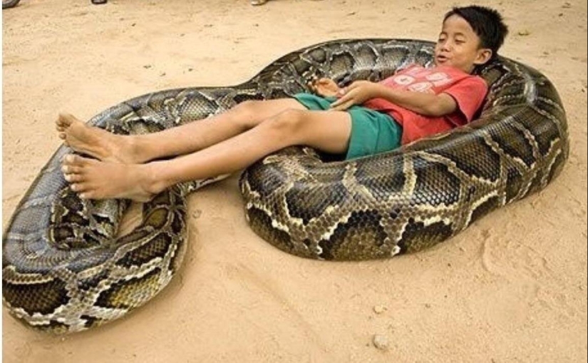 20 people who got a python, but did not calculate its size