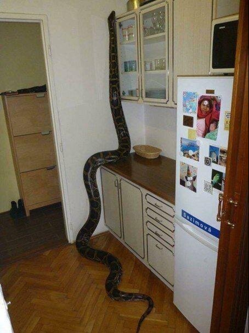 20 people who got a python, but did not calculate its size