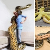 20 people who got a python, but did not calculate its size