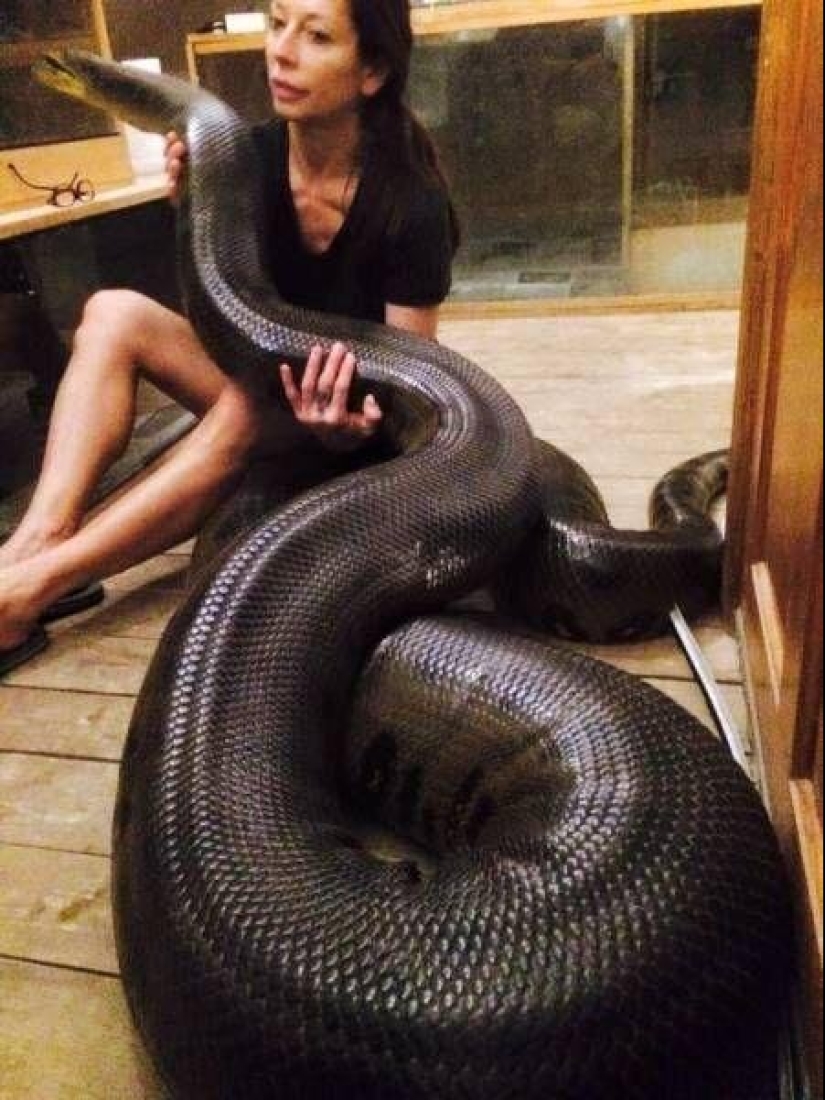 20 people who got a python, but did not calculate its size