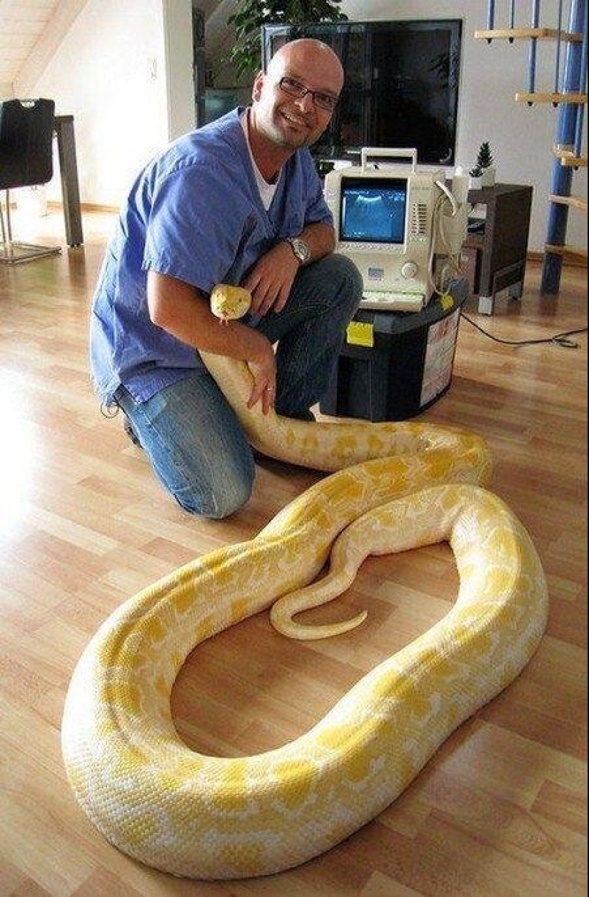 20 people who got a python, but did not calculate its size