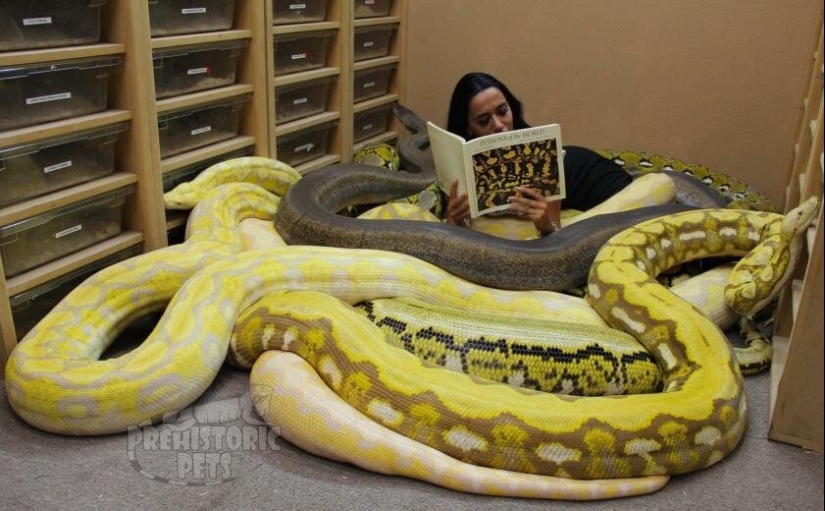 20 people who got a python, but did not calculate its size