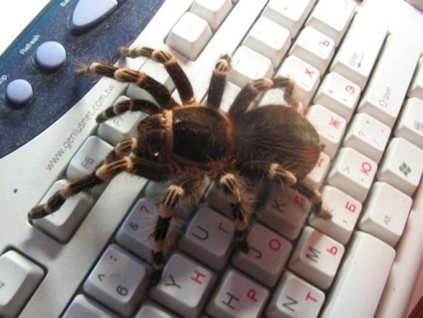 20 photo with a huge spider, from which arachnophobe be horrified