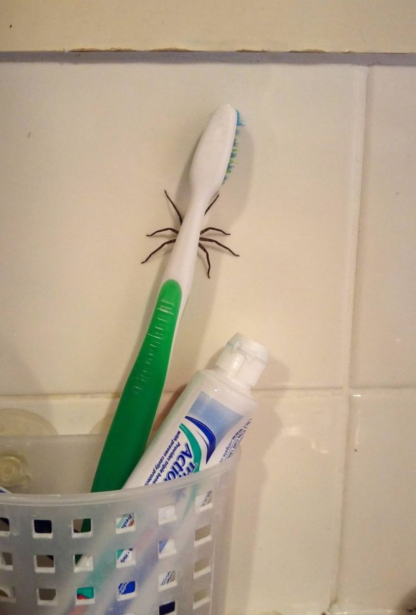 20 photo with a huge spider, from which arachnophobe be horrified