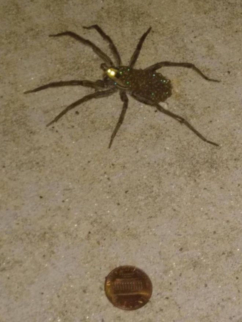 20 photo with a huge spider, from which arachnophobe be horrified