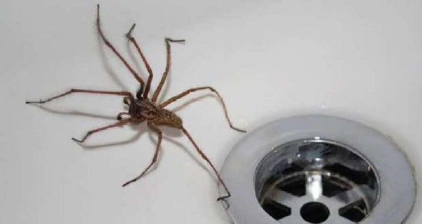 20 photo with a huge spider, from which arachnophobe be horrified