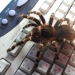 20 photo with a huge spider, from which arachnophobe be horrified