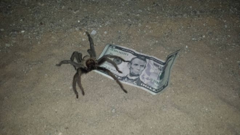 20 photo with a huge spider, from which arachnophobe be horrified