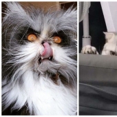 20 photographs that show that cats aren't always cute and fluffy