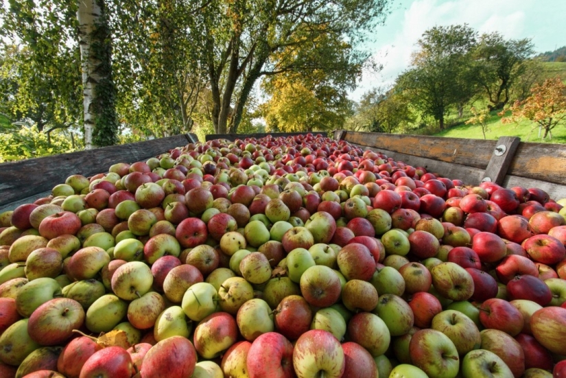 20 photos in which autumn is fantastically beautiful