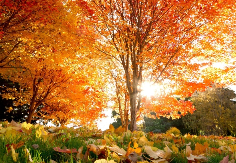 20 photos in which autumn is fantastically beautiful