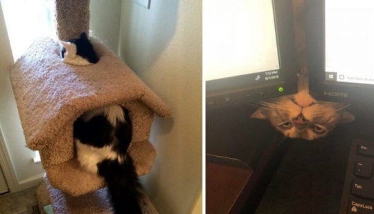 20 photos of cats doing stupid and funny things