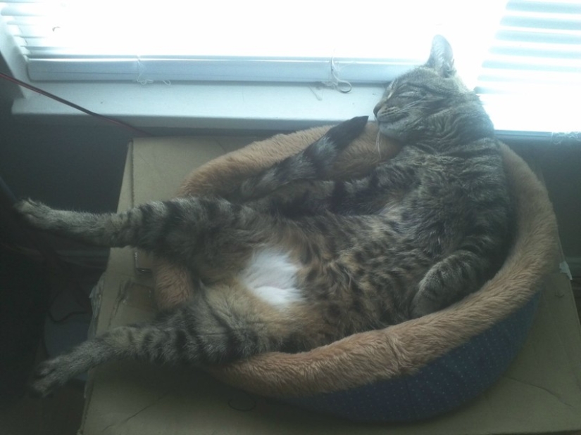20 photos of cats who have achieved Zen