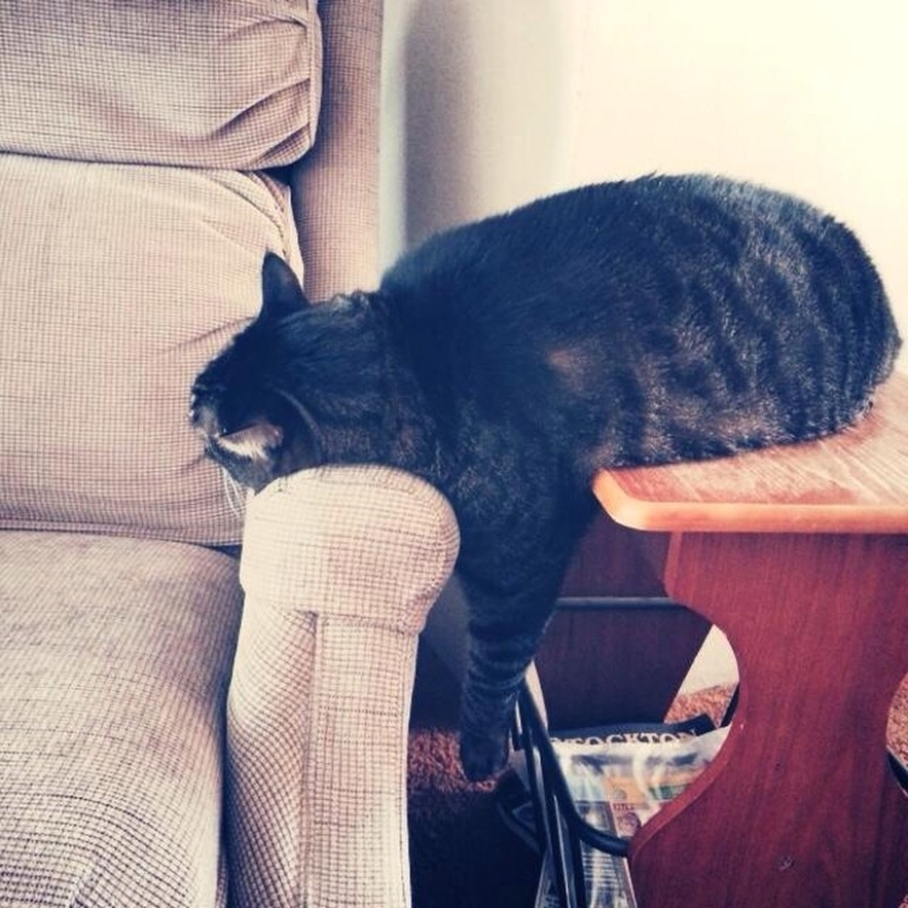 20 photos of cats who have achieved Zen