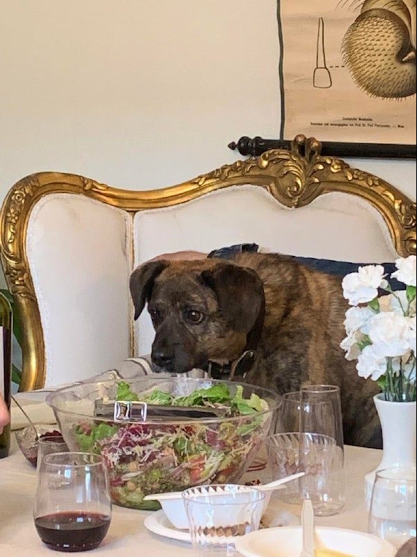 20 photos of Pets that have mastered the art of foraging