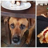 20 photos of Pets that have mastered the art of foraging