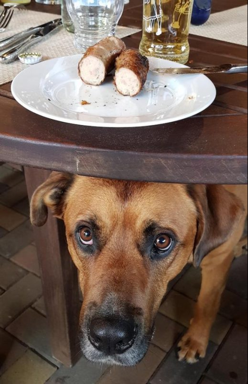 20 photos of Pets that have mastered the art of foraging