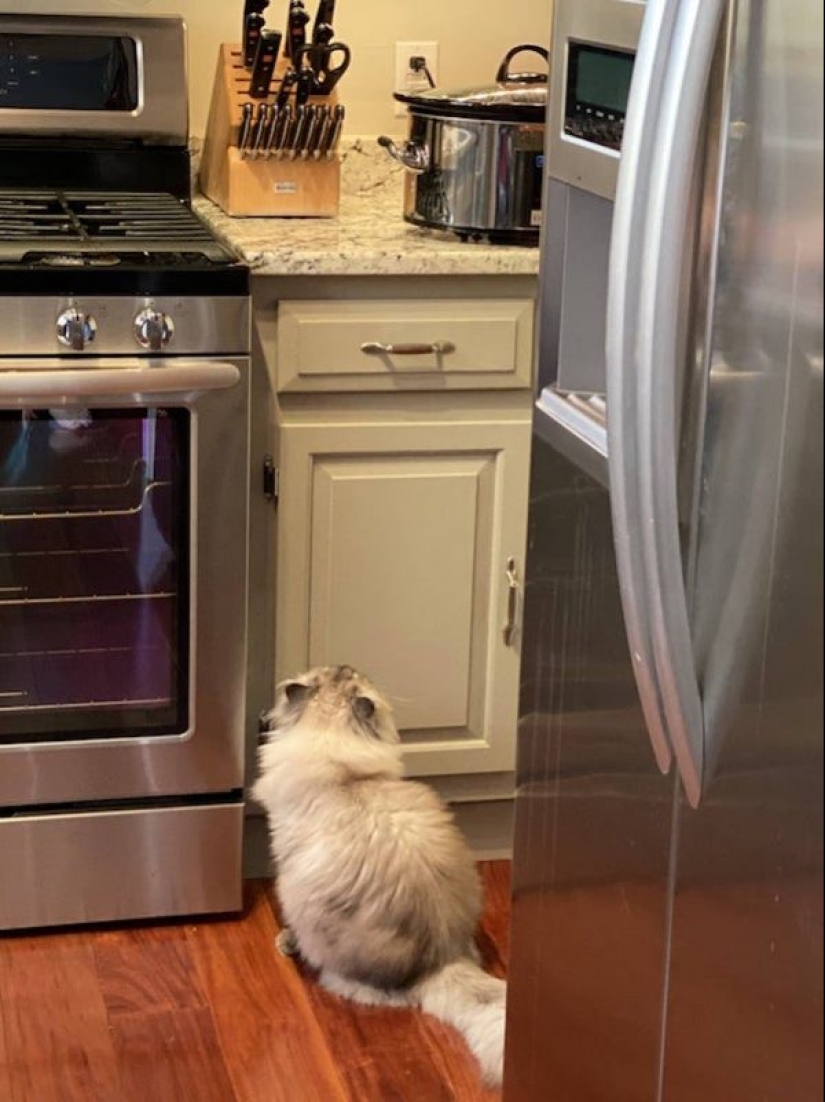 20 photos of Pets that have mastered the art of foraging