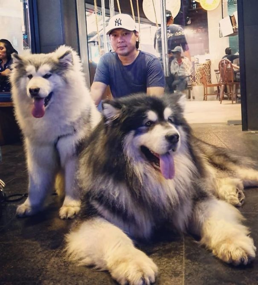 20 photos of the charming Alaskan Malamutes that will lift your spirits